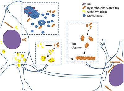 Tau Pathology in Parkinson's Disease